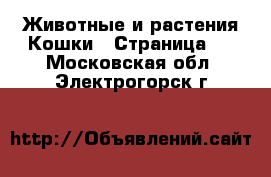 Животные и растения Кошки - Страница 5 . Московская обл.,Электрогорск г.